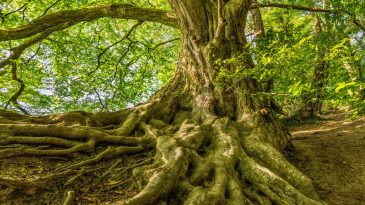 Le géno-sociogramme : l’arbre généalogique de l’analyse.